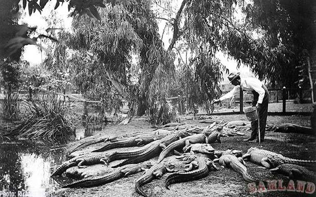 Ферма аллигаторов в Лос-Анджелесе 1920 год. ферма, аллигаторов