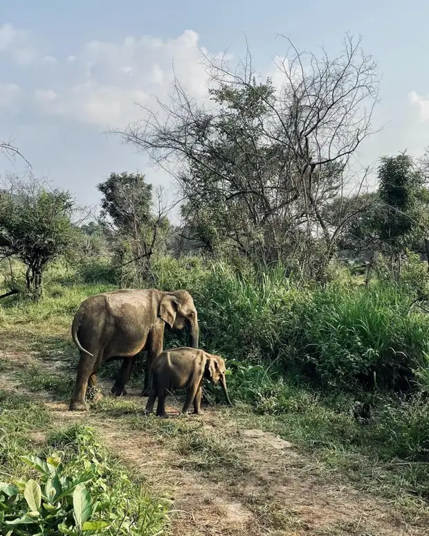 «Электричество выключают на 10-13 часов в сутки»: как сегодня живут люди на Шри-Ланке