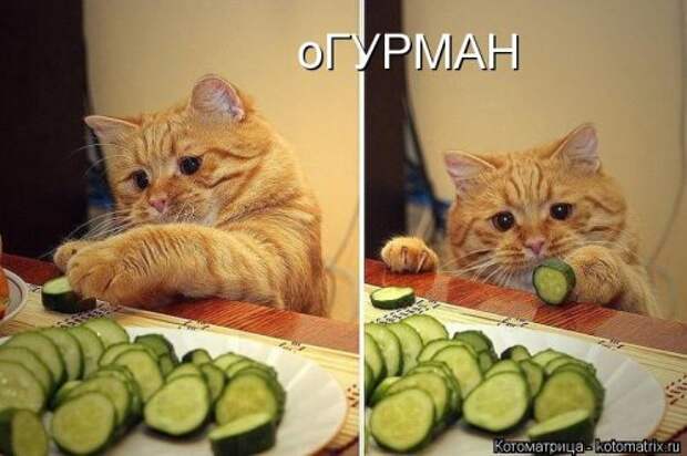 Свежая котоматрица на Бугаге (27 фото)