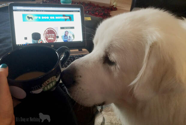 Coffee, dog, blogging