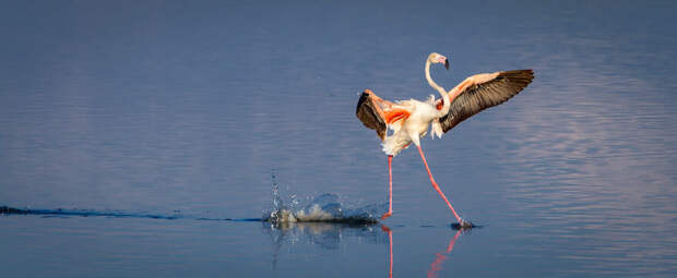 Томми Мис / Comedy Wildlife Photo Awards 2020