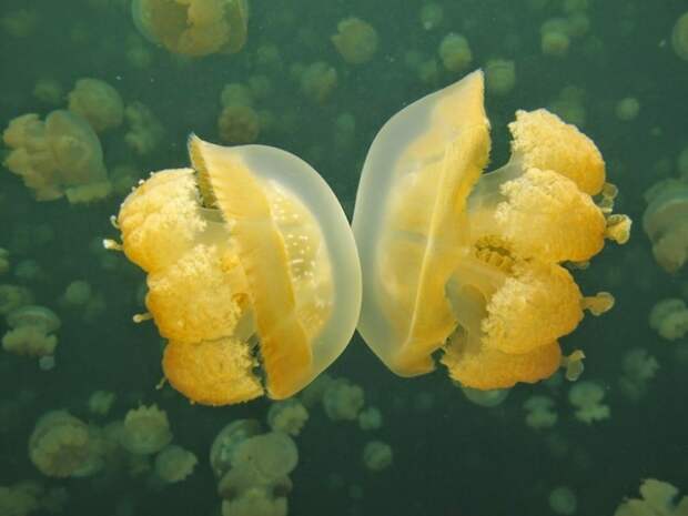 Озеро Медуз: только здесь можно плавать среди 2 миллионов медуз и не бояться
