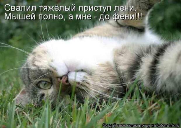 Котоматрицы(картинки с надписями)