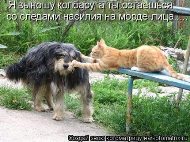 любимые котомашки для настроения в понедельник от Лисицы))