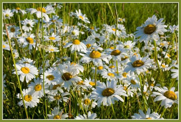 Утренние ромашки
