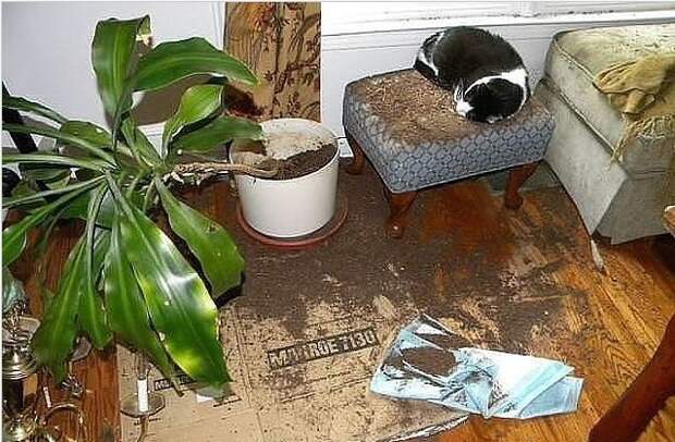 Когда им скучно Когда им скучно животные, факты, юмор