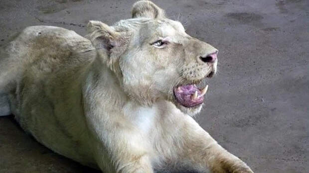Спасенные от живодера львы нашли свою любовь животные, львы, настоящая любовь, спасение животных