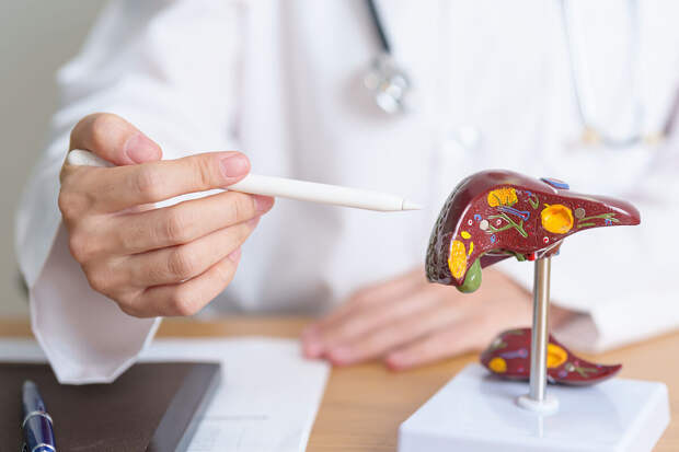 PLOS P: белок нетрин-1 блокирует проникновение вируса гепатита B в печень