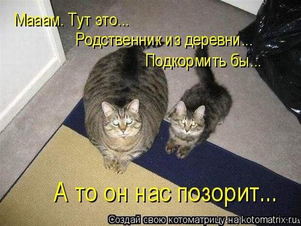 Свежая котоматрица для всех (38 фото)