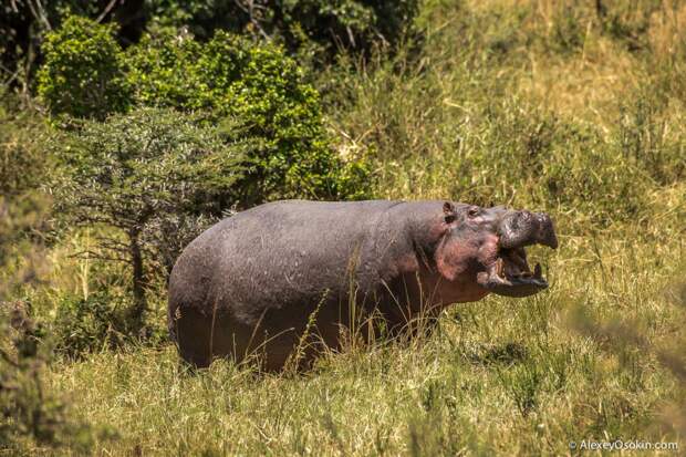 kenya - hippos-ao, aug.2015-17.jpg