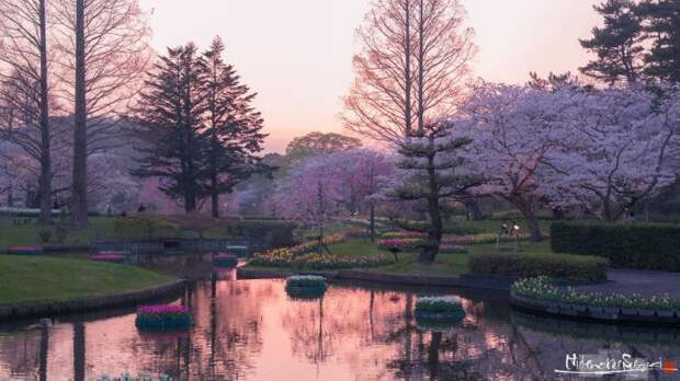 Весна – самое красочное время года в Японии.