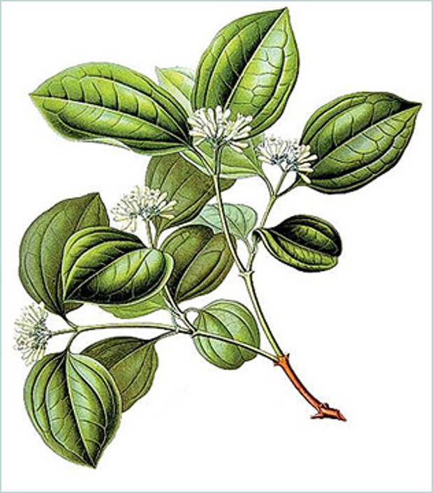 Чилибуха (Strychnos nux-vomica)