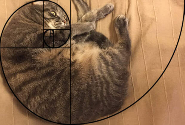 Без кота и жизнь не та