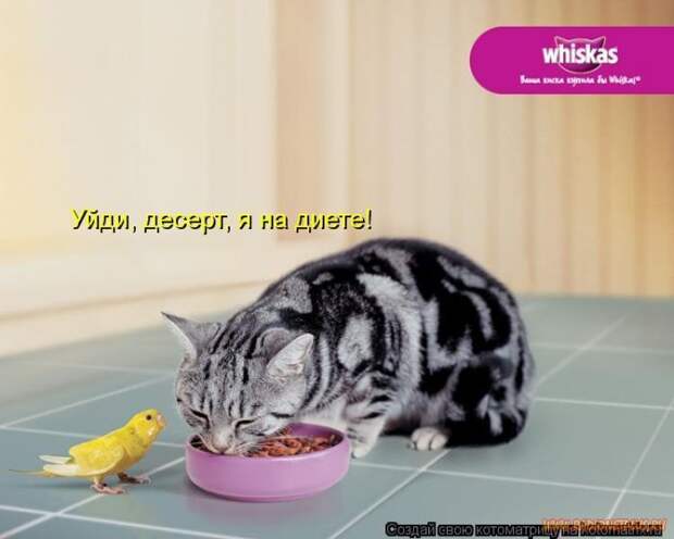 Уфф!!! Ну наконец-то! Котоматрицы великолепные, каждая с улыбкой и хорошим настроением!