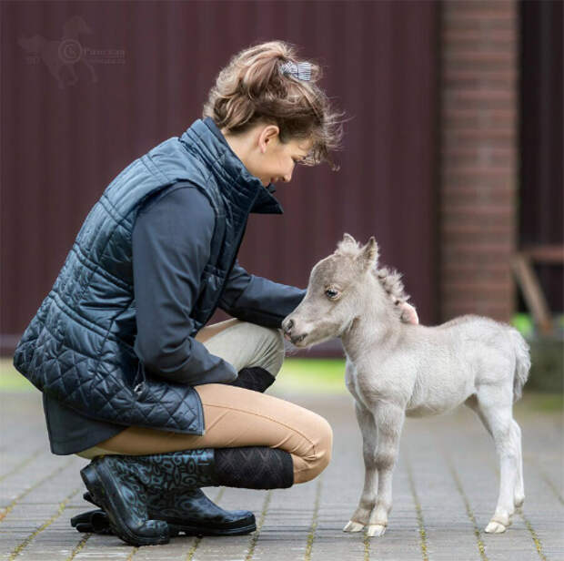 В Ленинградской области родился возможно самый маленький конь в мире