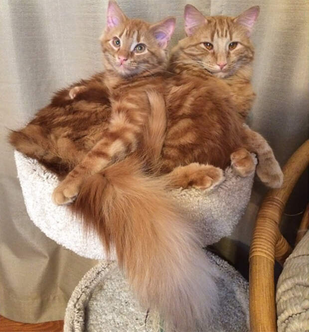 кот воспитывает котенка который на него похож