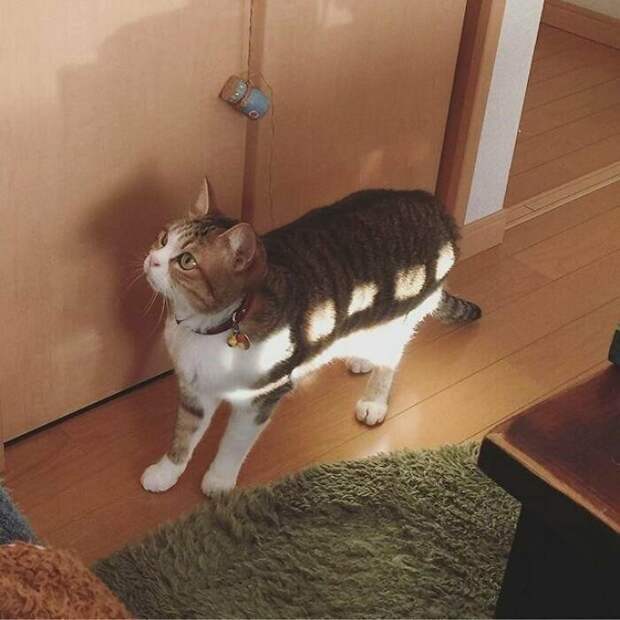 Котики, которые так и притягивают внимание к себе Котики, которые так и притягивают внимание к себе