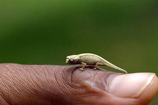 Самые маленькие животные мира животные, маленькие