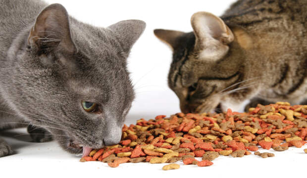 Из чего делают кошачий корм? Обзор кормов для кошек и сравнение по составу
