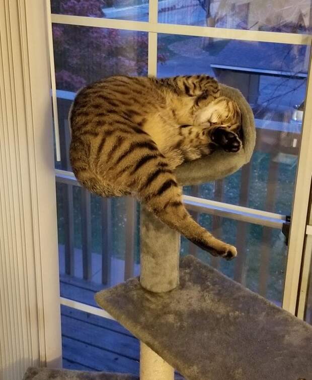 Фотография: 33 котика, которые заснули в самых удивительных и необычных позах №11 - BigPicture.ru