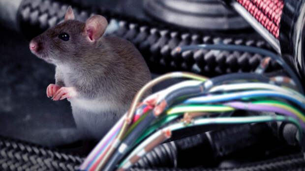 Чтобы не пускать в дом мышей, нужно качественно закрыть все отверстия в стенах. /Фото: ic.pics.livejournal.com
