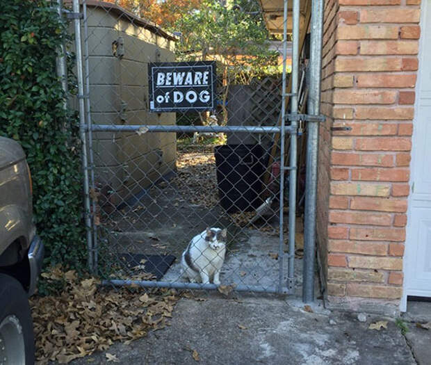beware-of-the-dog-signs-31-57ee6b5bb9e14__605