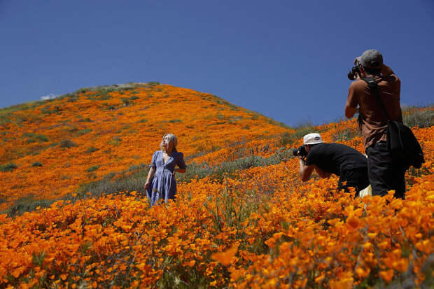 Весна и оранжевые маки в Калифорнии