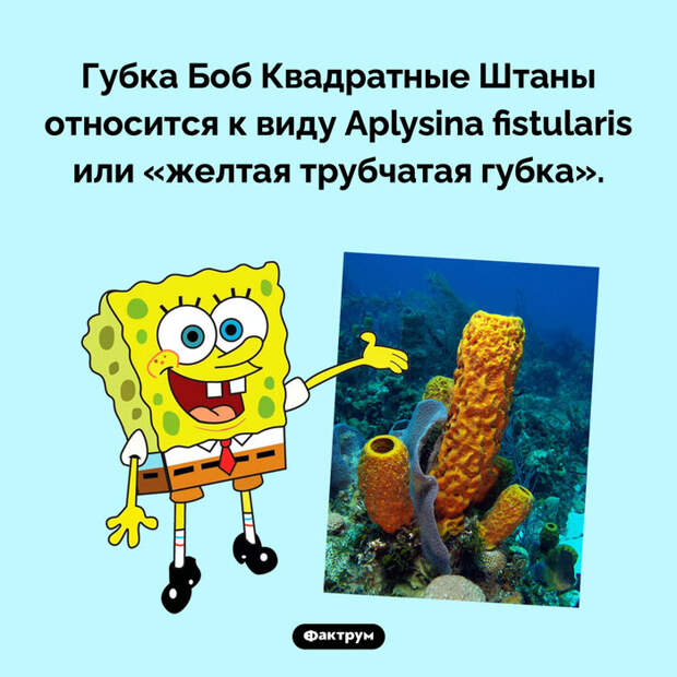 Подборка интересных фактов № 81 Познавательно, Факты, Подборка, Картинка с текстом, Фактрум, Длиннопост
