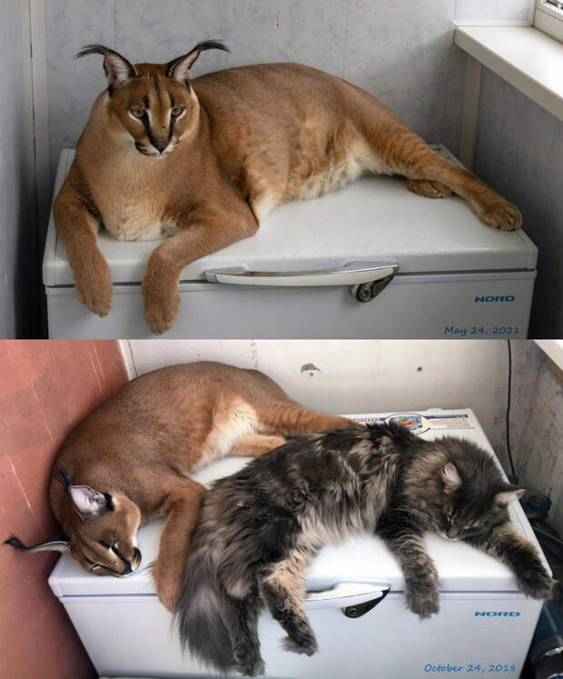 Кто же на самом деле этот кот Шлепа, самый популярный котомем? (ФОТО)