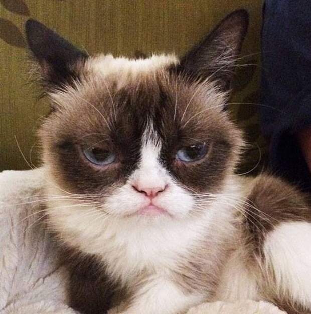 кошка