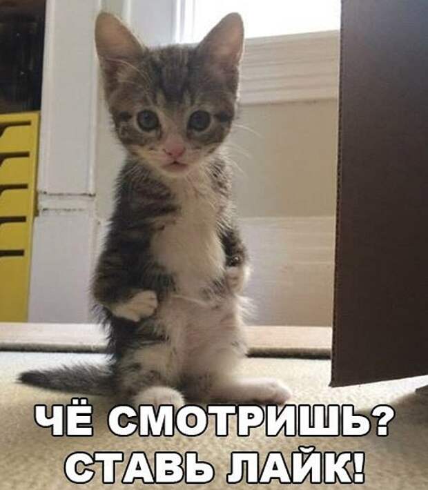 Веселые котейки для поднятия настроения (10 фото) Веселые котейки для поднятия настроения (10 фото)