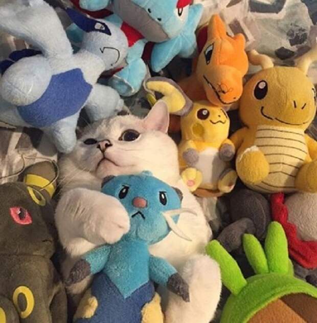 Кот в игрушках