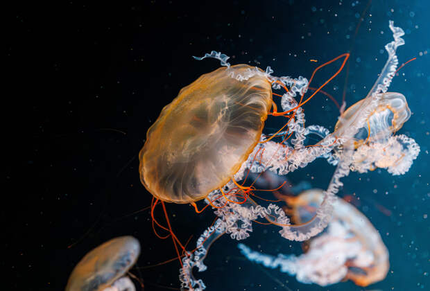 Тысячи «львиных грив» вынесло на пляж
