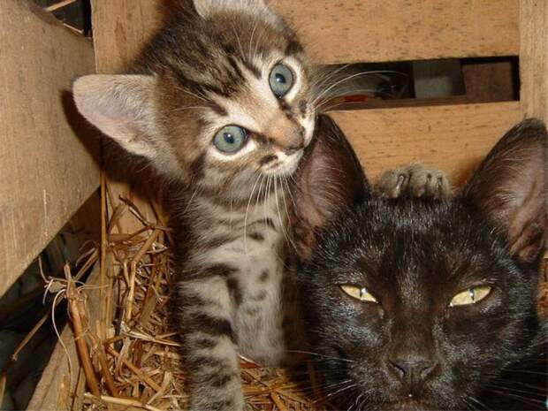 Коты,кошки,котята...