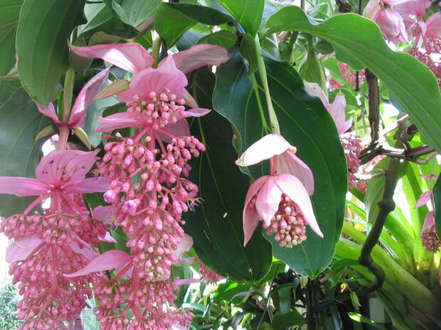 Medinilla_magnifica_flor (700x525, 232Kb)