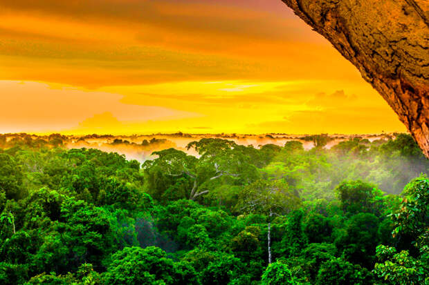 Дождевые леса Амазонии, Бразилия