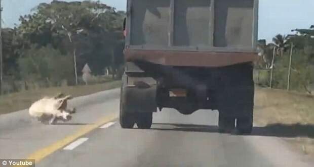 свинья сбежала из грузовика, свинья грузовик бойня, свинья спрыгнула с грузовика