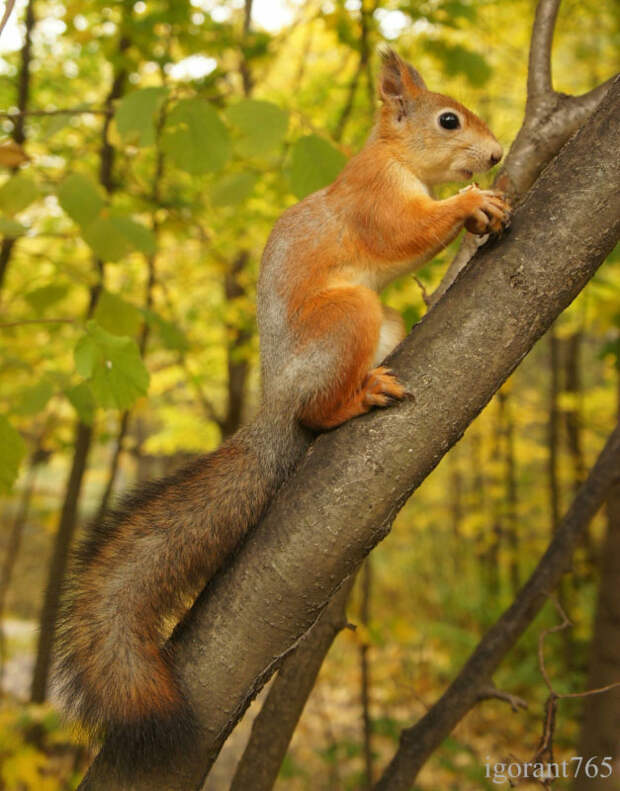 Белкотерапия (34 фото)