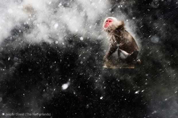 Забавные фото победителей конкурса Wildlife Photographer of the Year (12)