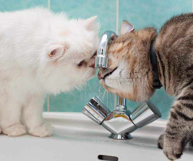 cats07 Фотограф и его коты