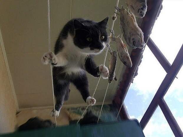 коты не умеют сервировать стол