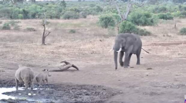 На видео попала жестокая драка слона и носорога