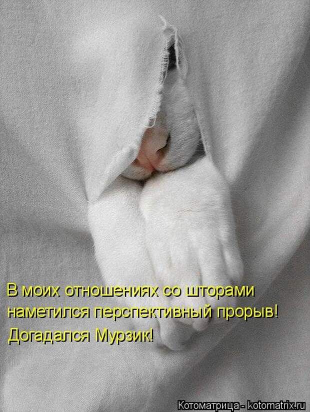 Новая котоматрица для всех! (36 фото)