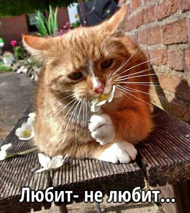 Позитивные и прикольные картинки с надписями со смыслом (11 фото) Позитивные и прикольные картинки с надписями со смыслом (11 фото)