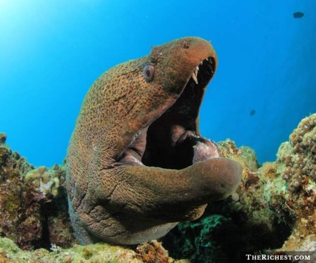 Многие древние океанские чудовища вполне могли дожить до наших дней океан, опасности, подводный мир, тайны, ужасы