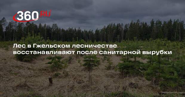 Лес в Гжельском лесничестве восстанавливают после санитарной вырубки