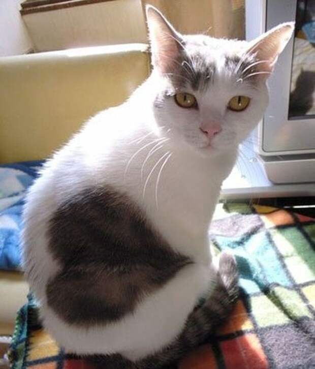 10 кошек, которых раскрашивала сама природа 10 кошек, которых раскрашивала сама природа животные, кошки, окрас