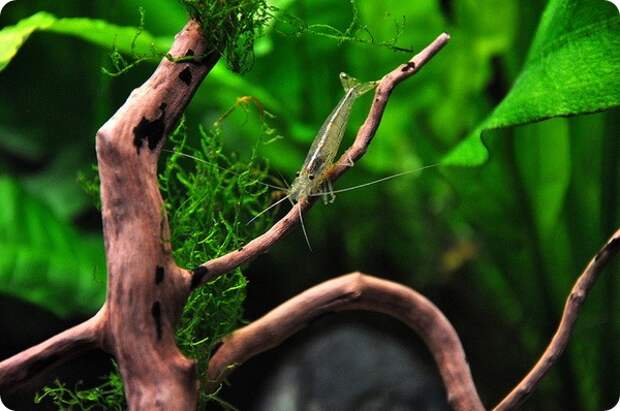 Креветка Амано или Каридина Японика (лат. Caridina multidentata)