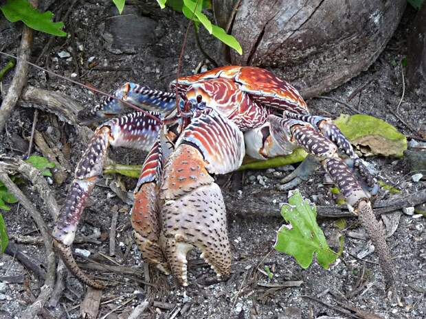 Coconutcrab03 Самый крупный представитель членистоногих, кокосовый краб!