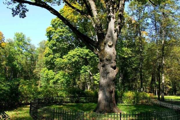 Эксперта подтвердила, что дуб в Спасском-Лутовиново мог быть посажен самим Тургеневым
